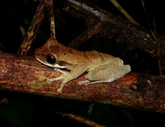 Osteocephalus deridens