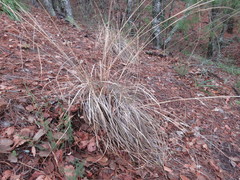 Muhlenbergia pubescens