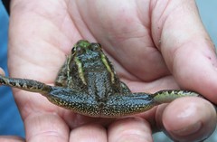Lithobates fisheri