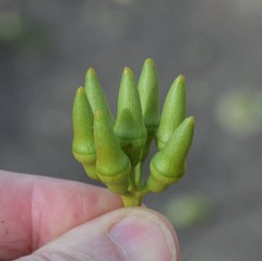 Eucalyptus occidentalis