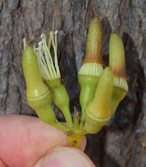 Eucalyptus occidentalis