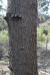 Eucalyptus occidentalis