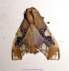 Parathyris cedonulli