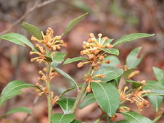 Lyonia squamulosa