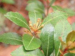 Lyonia squamulosa