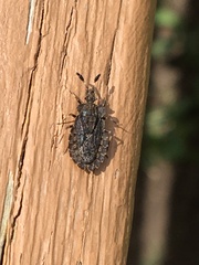 Aradus quadrilineatus