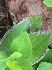 Platycodon grandiflorus