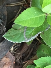 Platycodon grandiflorus
