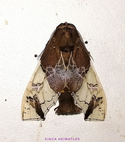 Parathyris semivitrea