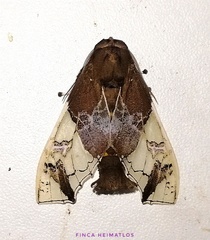 Parathyris semivitrea