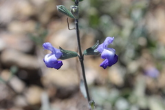 Salvia chamaedryoides