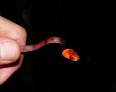 Siphlophis compressus