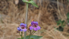 Penstemon spectabilis spectabilis