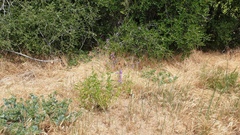 Penstemon spectabilis spectabilis