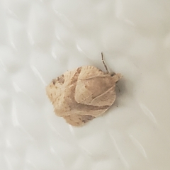 Choristoneura zapulata