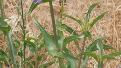 Penstemon spectabilis spectabilis