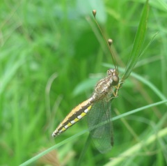 Ascalaphus dicax