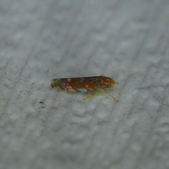 Erythroneura rubra
