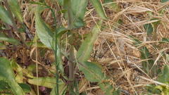 Penstemon spectabilis spectabilis