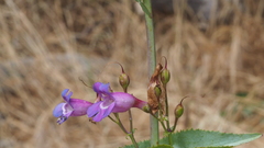 Penstemon spectabilis spectabilis