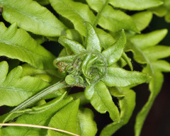 Olethreutes auricapitana