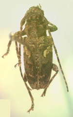 Aegomorphus circumflexus