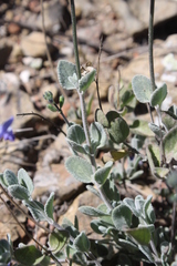 Salvia chamaedryoides