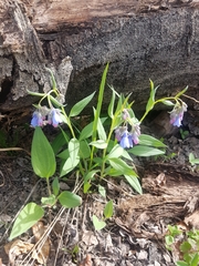 Mertensia paniculata