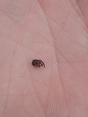 Anthonomus quadrigibbus