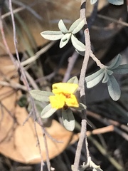 Crocanthemum glomeratum