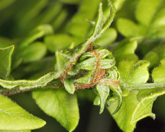 Olethreutes auricapitana