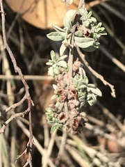 Crocanthemum glomeratum