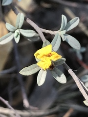 Crocanthemum glomeratum