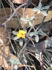 Crocanthemum glomeratum