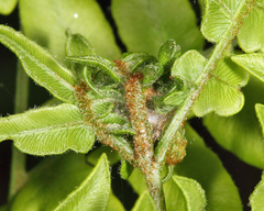 Olethreutes auricapitana