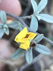Crocanthemum glomeratum