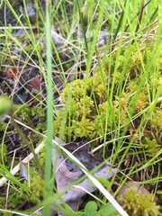 Sphagnum subsecundum