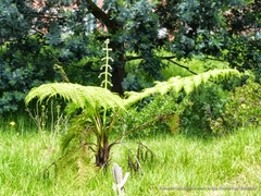 Cyathea caracasana