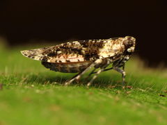 Catonia nava