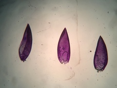 Sphagnum subsecundum