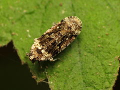 Catonia nava