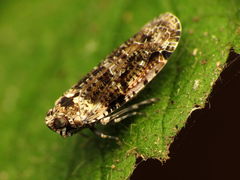 Catonia nava