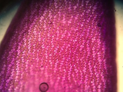 Sphagnum subsecundum