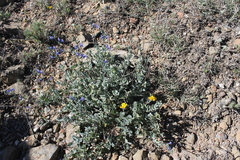 Salvia chamaedryoides
