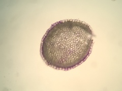 Sphagnum subsecundum