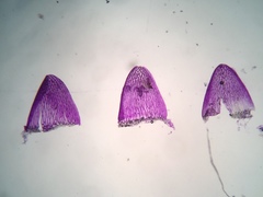 Sphagnum subsecundum