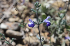Salvia chamaedryoides