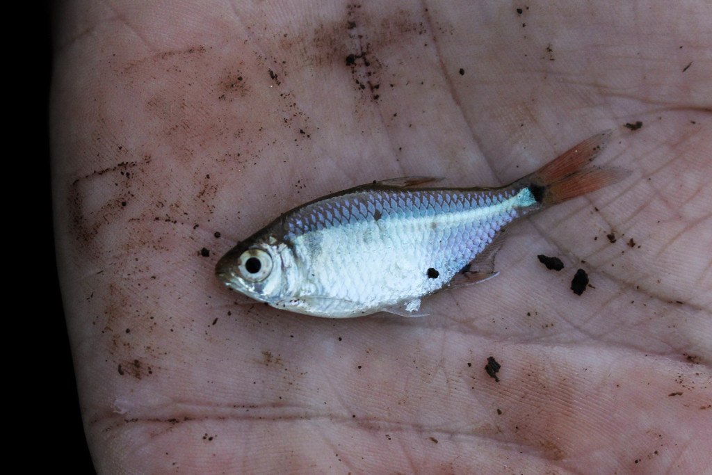 Luetken's tetra (Hyphessobrycon luetkenii) — Characidae