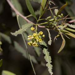 Alectryon oleifolius