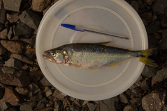 Oligosarcus brevioris